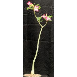 Adenium obesum 8-inch pots