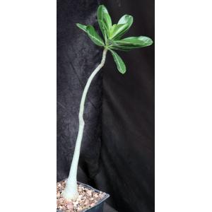 Adenium obesum one-gallon pots