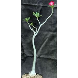 Adenium obesum (red) 8-inch pots