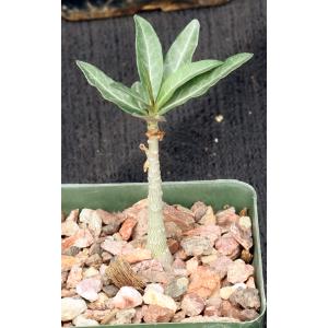 Adenium somalense var. crispum 4-inch pots
