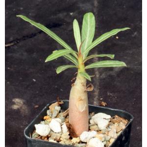 Adenium somalense sp. nova 2-inch pots