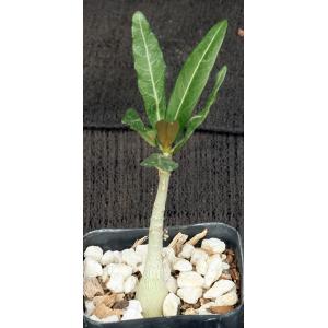 Adenium somalense var. crispum 2-inch pots
