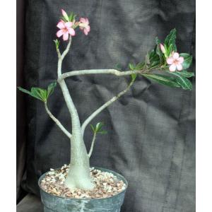 Adenium somalense var. crispum 8-inch pots