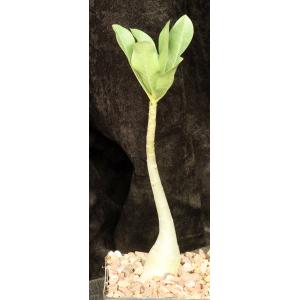 Adenium arabicum x crispum 5-inch pots