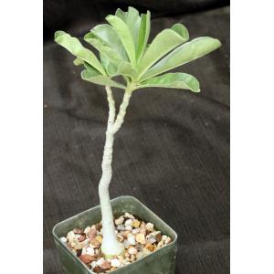 Adenium swazicum 5-inch pots