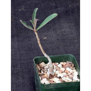 Adenium swazicum 4-inch pots