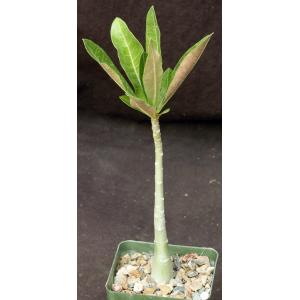 Adenium cv Bubblegum 4-inch pots