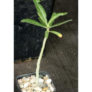 Adenium swazicum 2-inch pots