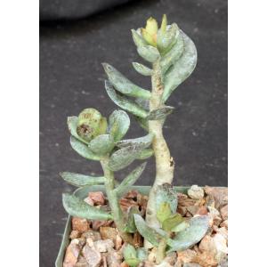 Adromischus trigynus 4-inch pots