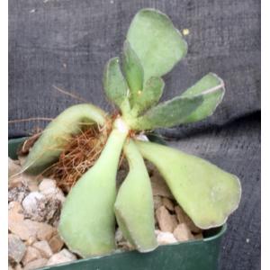 Adromischus cristatus var. clavifolius 4-inch pots