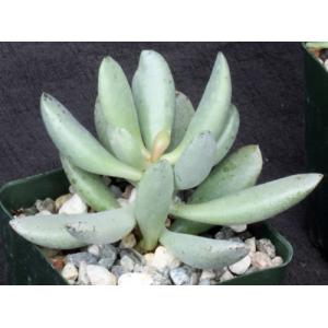 Adromischus cooperi (festivus) 4-inch pots