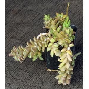 Anacampseros densifolia 2-inch pots