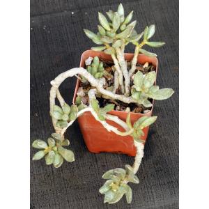 Adromischus filicaulis ssp. filicaulis 4-inch pots