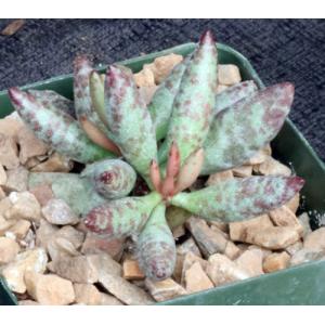 Adromischus filicaulis ssp. filicaulis 4-inch pots