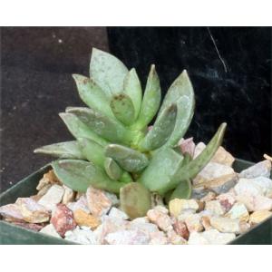 Adromischus filicaulis ssp. marlothii 3-inch pots