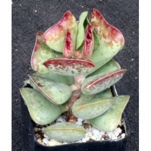 Adromischus maculatus 2-inch pots