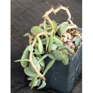 Adromischus maculatus 5-inch pots