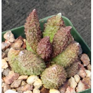 Adromischus marianiae herrei 4-inch pots