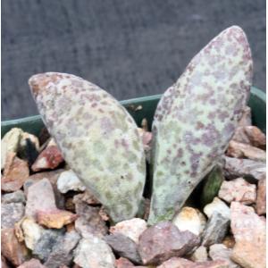 Adromischus marianiae 4-inch pots