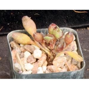Adromischus cristatus var. schoenlandii 3-inch pots