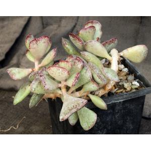 Adromischus triflorous 5-inch pots