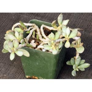 Adromischus umbraticola ssp. ramosus 4-inch pots