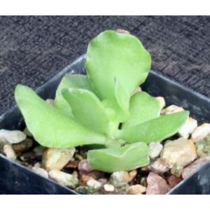 Adromischus zeyheri (Oribi, RSA) 3-inch pots