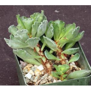 Adromischus cristatus 4-inch pots