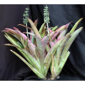 Aechmea cv Danger 3-gallon pots