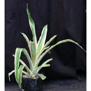 Aechmea lueddemanniana cv ‘Mend‘ 5-inch pots