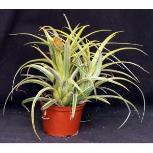 Aechmea recurvata cv Aztec Gold 6-inch pots