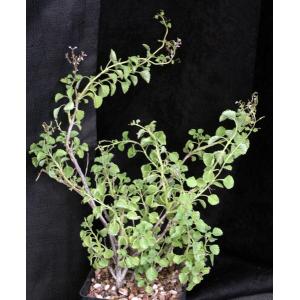 Aeollanthus rehmannii one-gallon pots