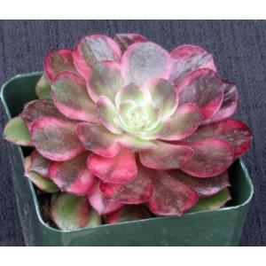 Aeonium cv European Beauty 4-inch pots