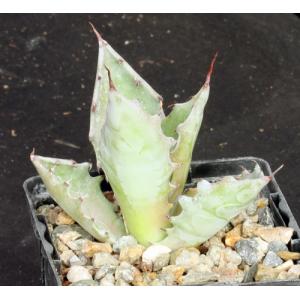 Agave colorata 4-inch pots