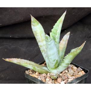 Agave kristenii 5-inch pots