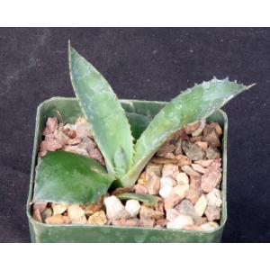 Agave shrevei ssp. shrevei 4-inch pots