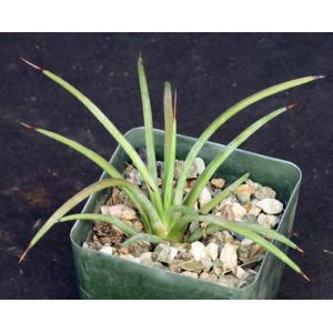 Agave striata cv Hedgehog 4-inch pots