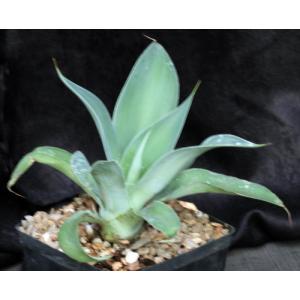 Agave vilmoriniana cv Blue Flame one-gallon pots