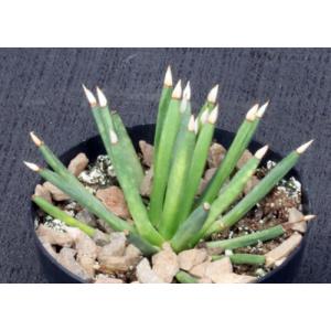 Agave albipilosa 3-inch pots