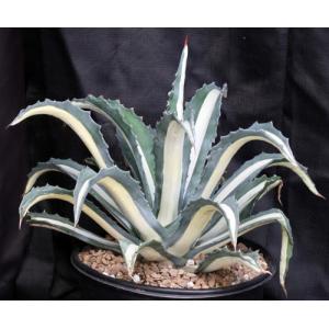 Agave americana var. medio-picta alba 5-gallon pots