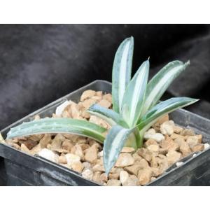 Agave americana var. medio-picta alba 5-inch pots