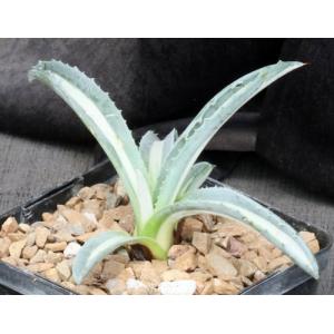 Agave americana var. medio-picta 5-inch pots
