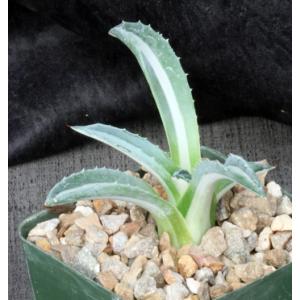 Agave americana var. medio-picta 4-inch pots