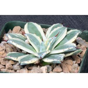 Agave applanata cv Cream Spike 4-inch pots