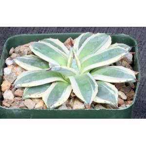 Agave applanata cv Cream Spike 5-inch pots