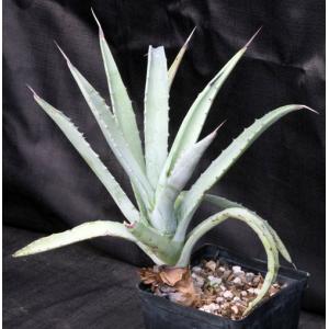 Agave cerulata ssp. cerulata one-gallon pots