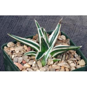 Agave victoriae-reginae cv White Rhino 5-inch pots