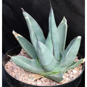 Agave cv Sharkskin 8-inch pots