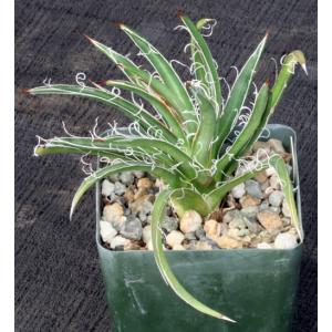 Agave filifera ssp. schidigera 4-inch pots