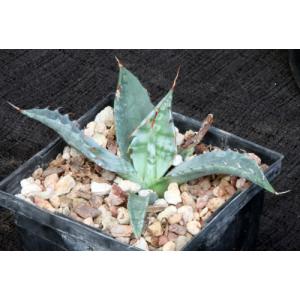 Agave fortiflora 5-inch pots